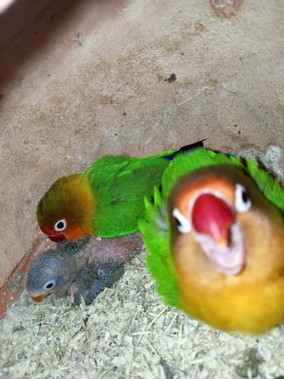 Lovebirds and coacktaisl breeder pair