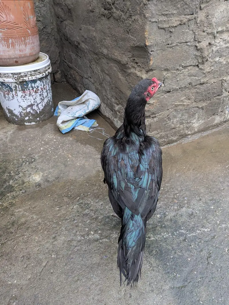 1 aseep miawali or 1 Desi hai — photo 3