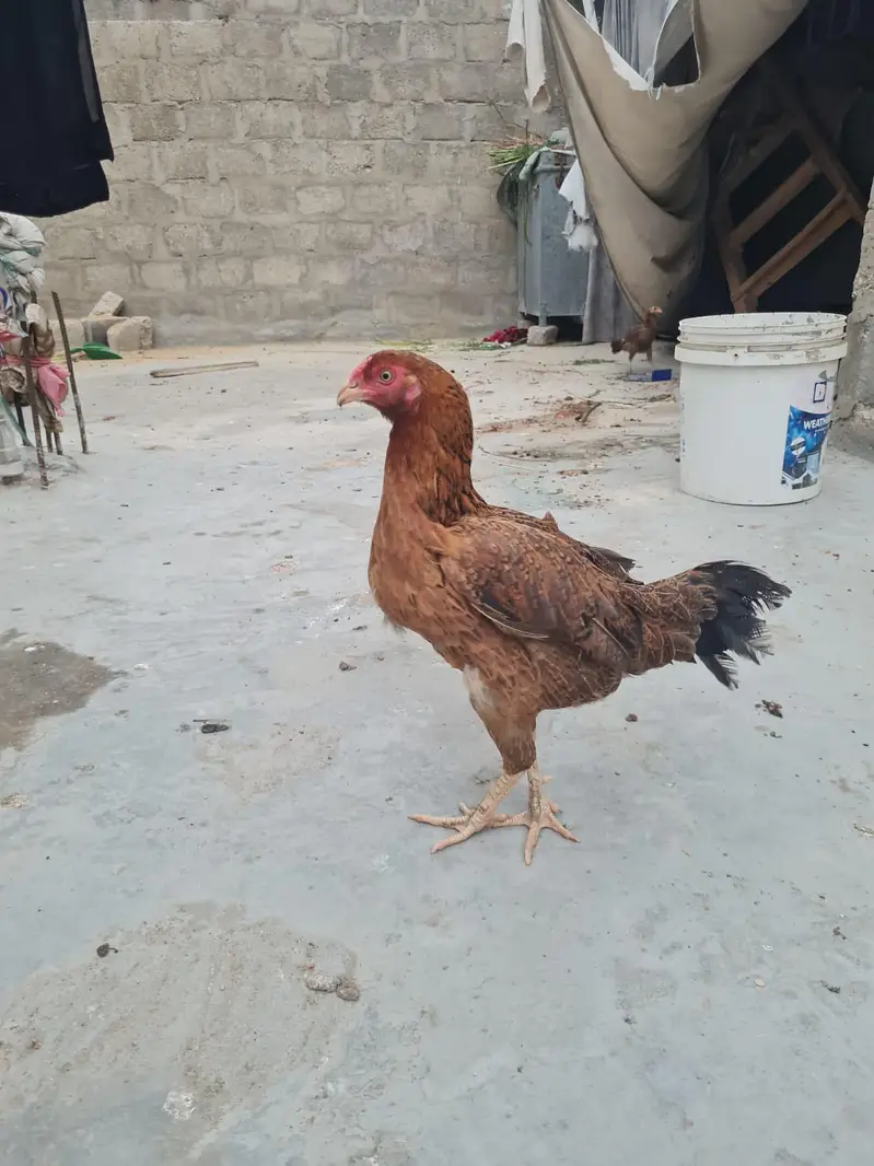 asel male female hens 1 male and 2femal 1 kid for sale03162274028 — photo 2