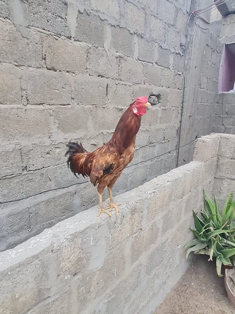 asel male female hens 1 male and 2femal 1 kid for sale03162274028 — photo 3