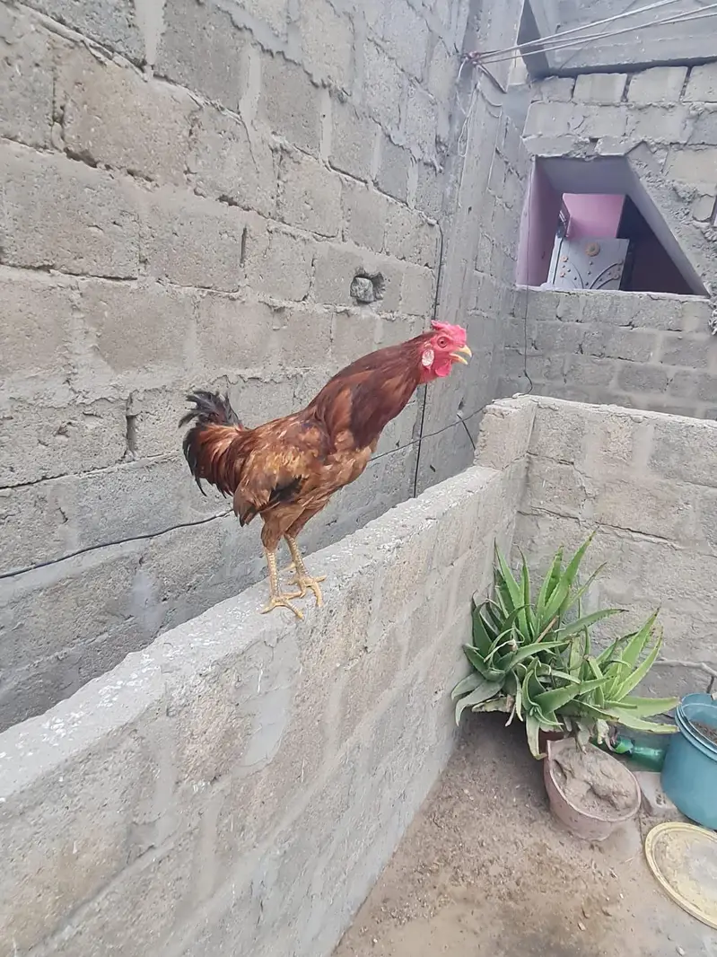 asel male female hens 1 male and 2femal 1 kid for sale03162274028 — photo 4