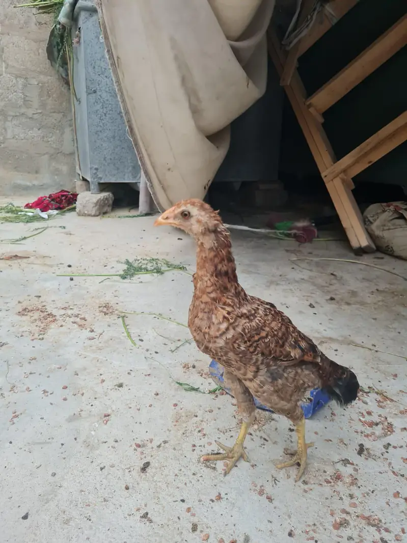 asel male female hens 1 male and 2femal 1 kid for sale03162274028 — photo 5