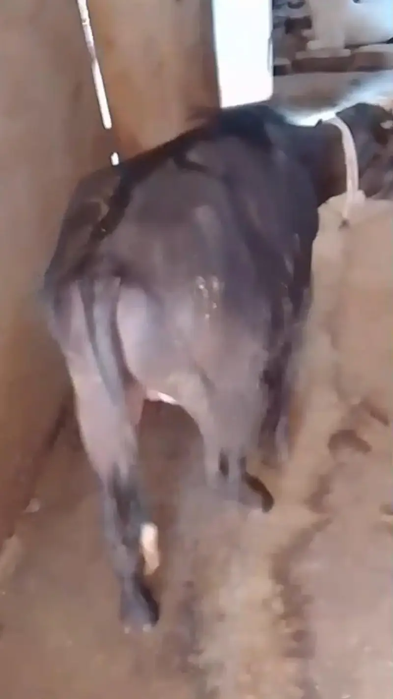 8 month neli ki katti for sale ha — photo 2