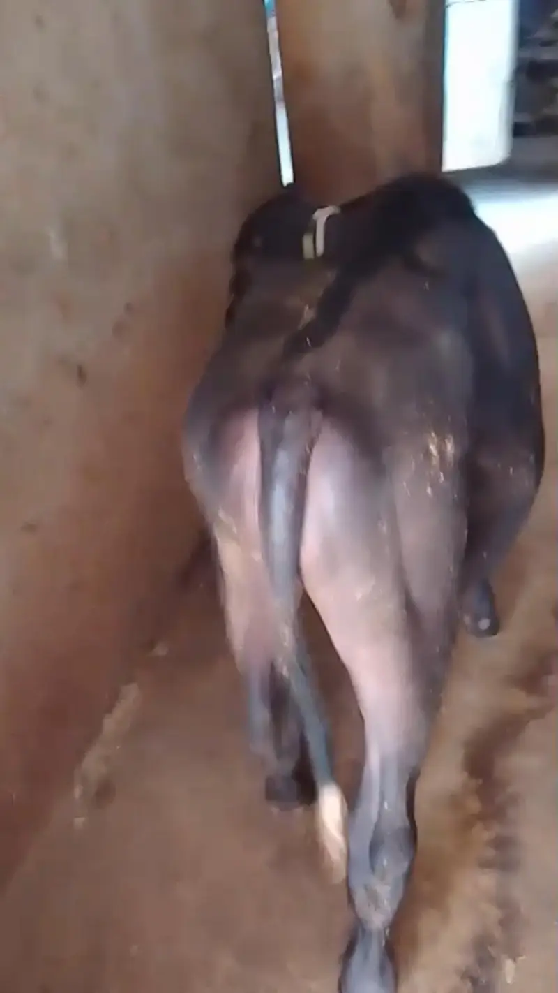 8 month neli ki katti for sale ha — photo 4