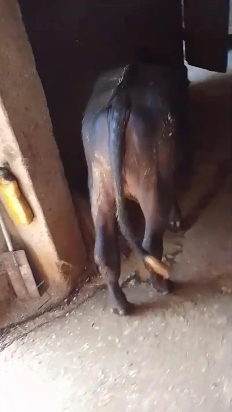 8 month neli ki katti for sale ha — photo 6