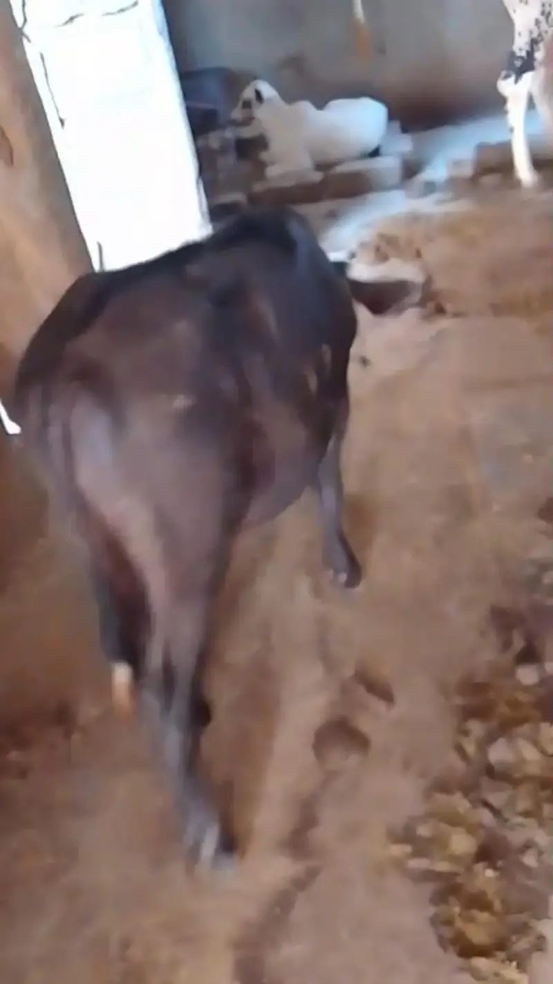 8 month neli ki katti for sale ha — photo 8
