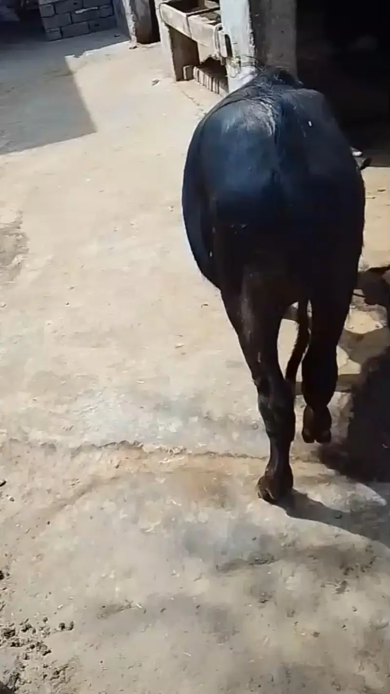 8 month neli ki katti for sale ha — photo 9