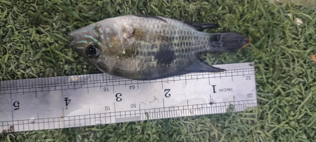 oscar sevram  carp and Rambo shark — photo 2