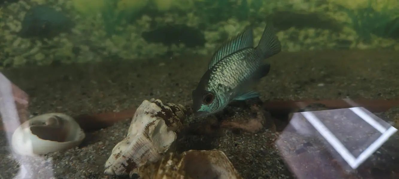 oscar sevram  carp and Rambo shark — photo 3