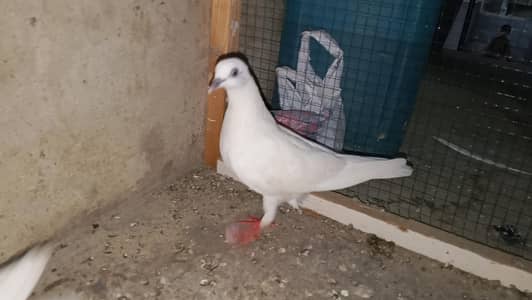 pati waly kabootar for sale par kabootar 1500