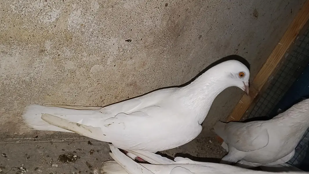 pati waly kabootar for sale par kabootar 1500 — photo 2
