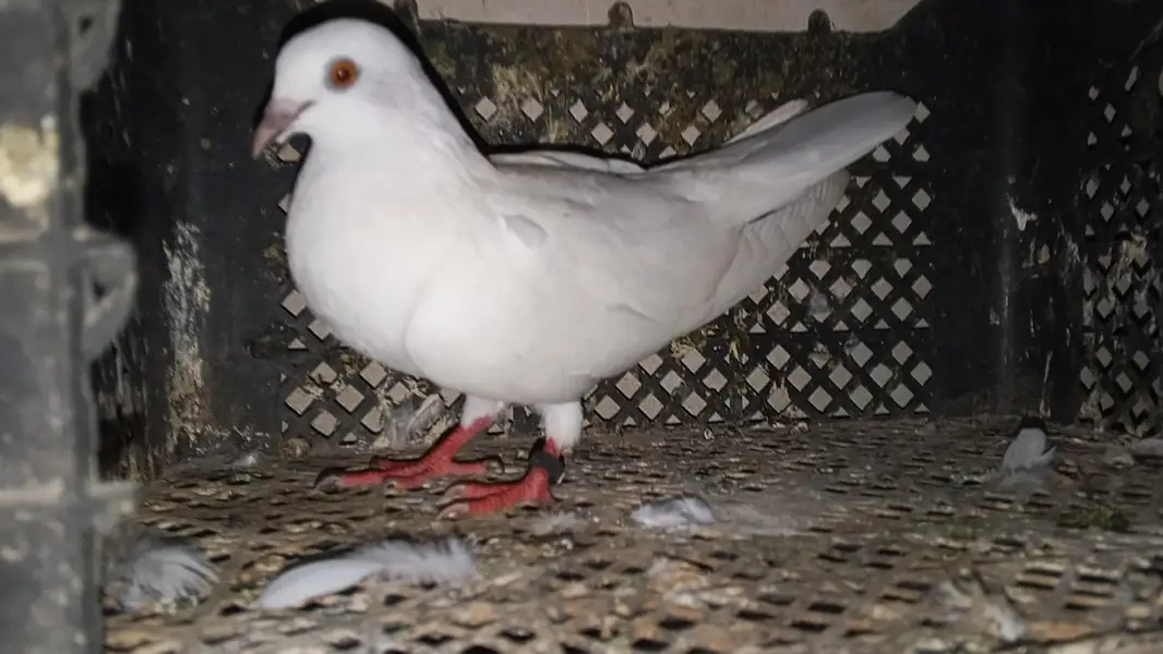 pati waly kabootar for sale par kabootar 1500 — photo 4