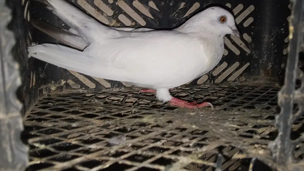 pati waly kabootar for sale par kabootar 1500 — photo 5