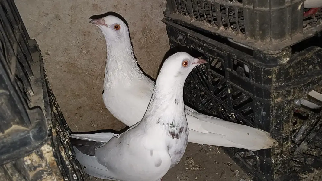 pati waly kabootar for sale par kabootar 1500 — photo 6