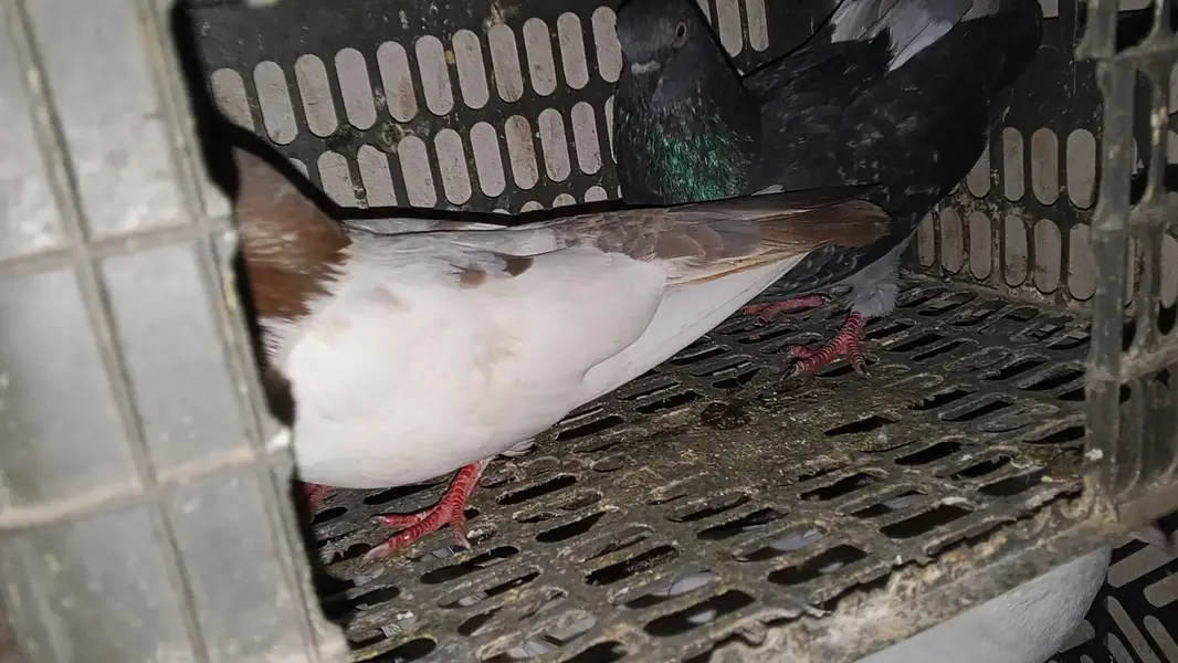 pati waly kabootar for sale par kabootar 1500 — photo 7