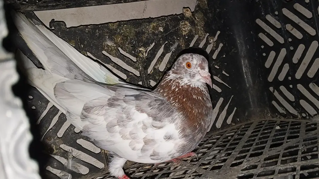 pati waly kabootar for sale par kabootar 1500 — photo 9