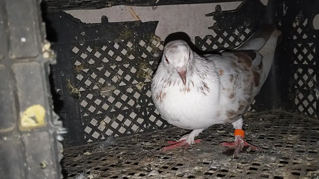 pati waly kabootar for sale par kabootar 1500 — photo 10