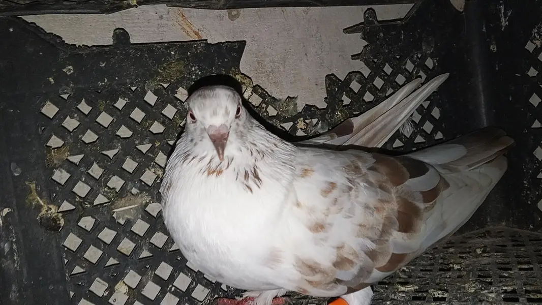 pati waly kabootar for sale par kabootar 1500 — photo 11