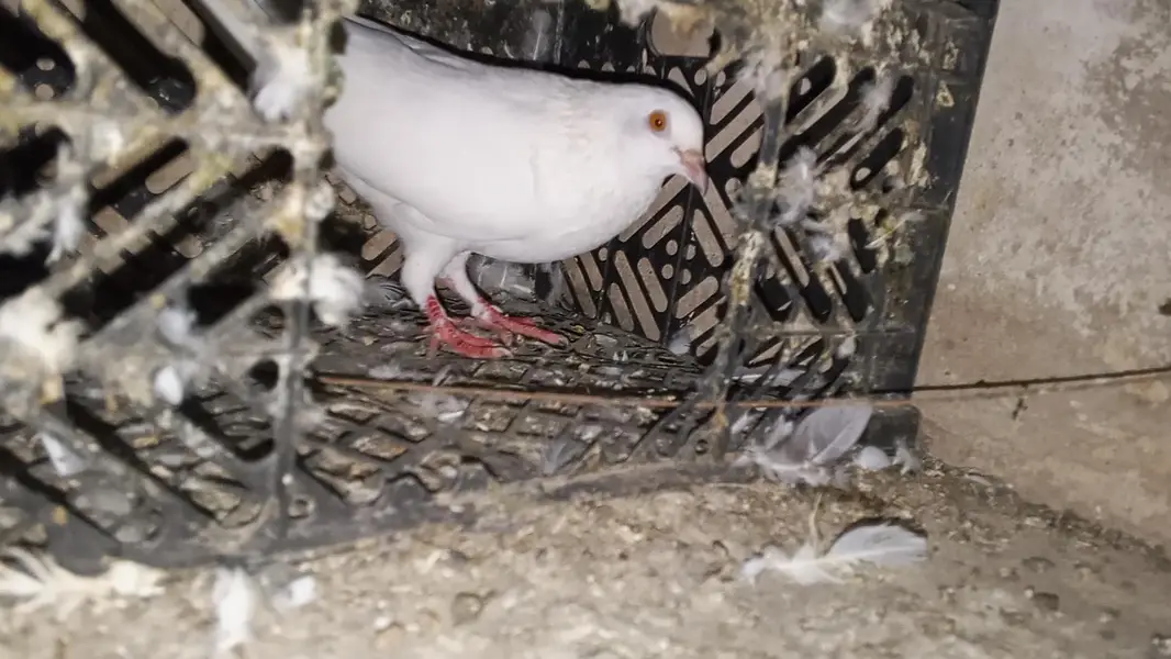pati waly kabootar for sale par kabootar 1500 — photo 12
