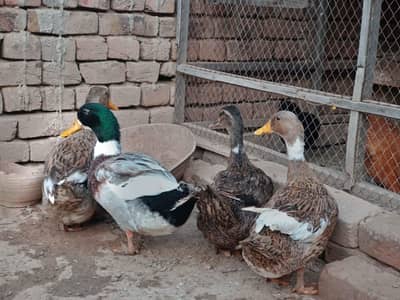 Healthy Desi Ducks – 4.5 Months Old | Active & Strong