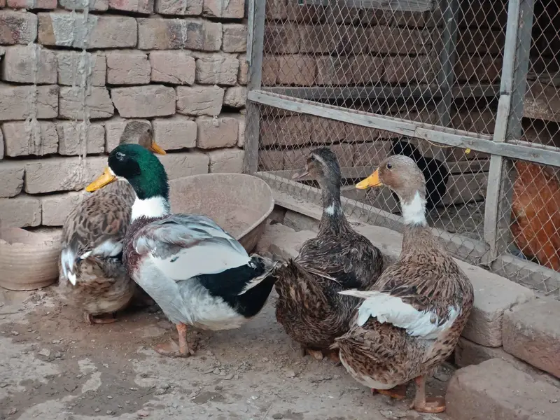 Healthy Desi Ducks – 4.5 Months Old | Active & Strong