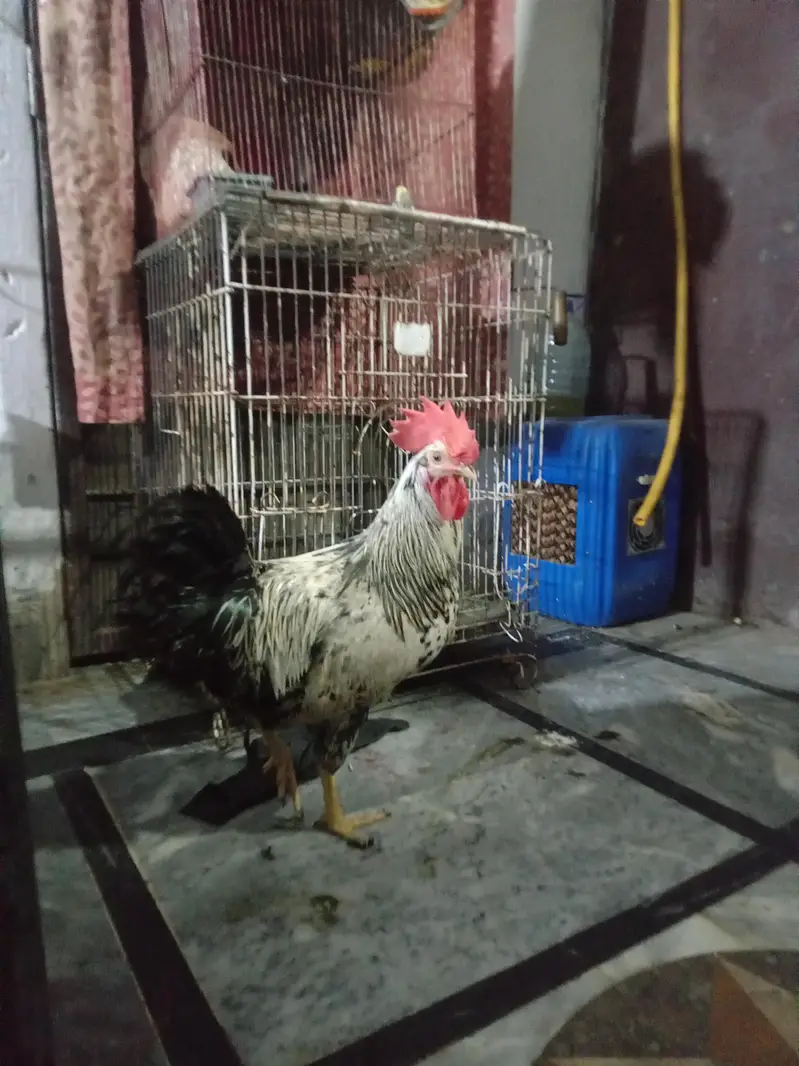 Desi hens for sale — photo 2