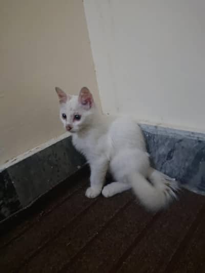 persion cat