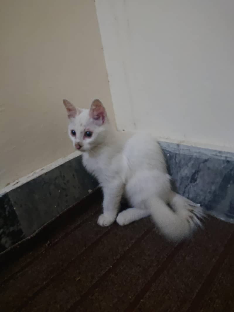 persion cat 0