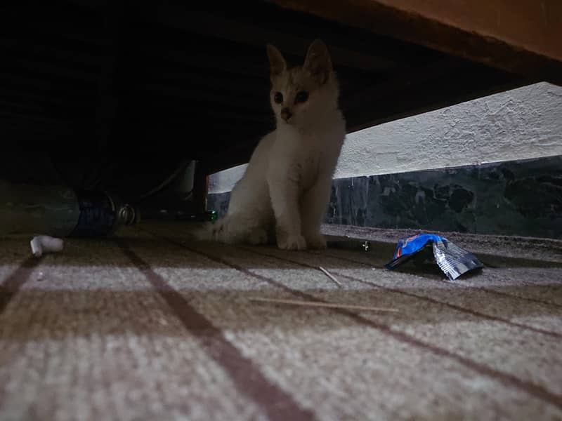 persion cat 1