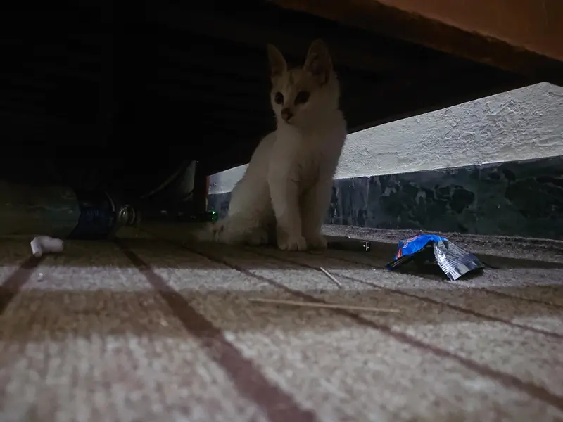 persion cat — photo 2