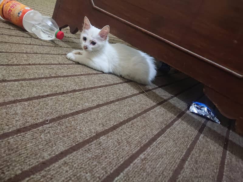 persion cat 2