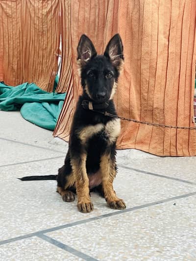 German shehperd female puppy