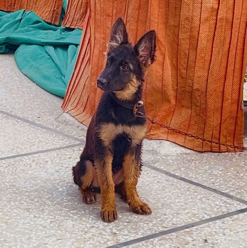 German shehperd female puppy — photo 2