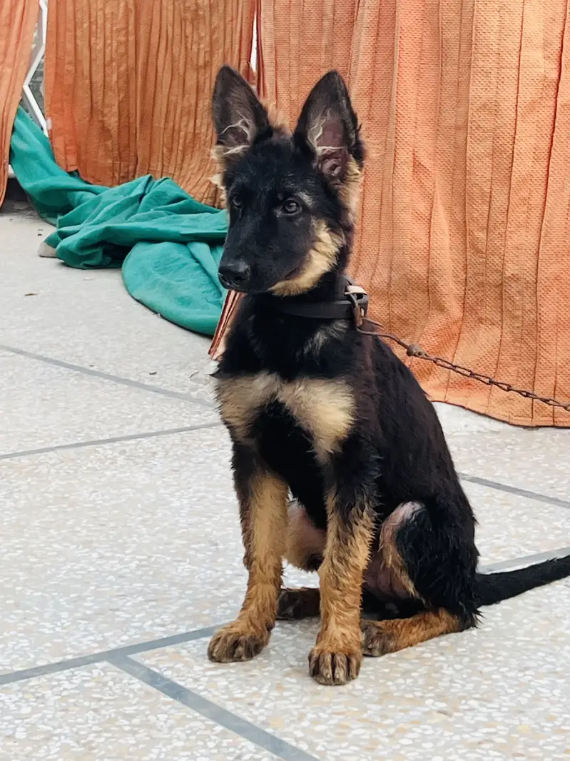 German shehperd female puppy — photo 3