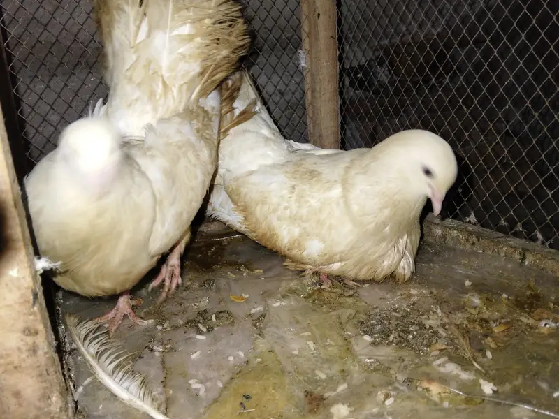 pair with cage — photo 2