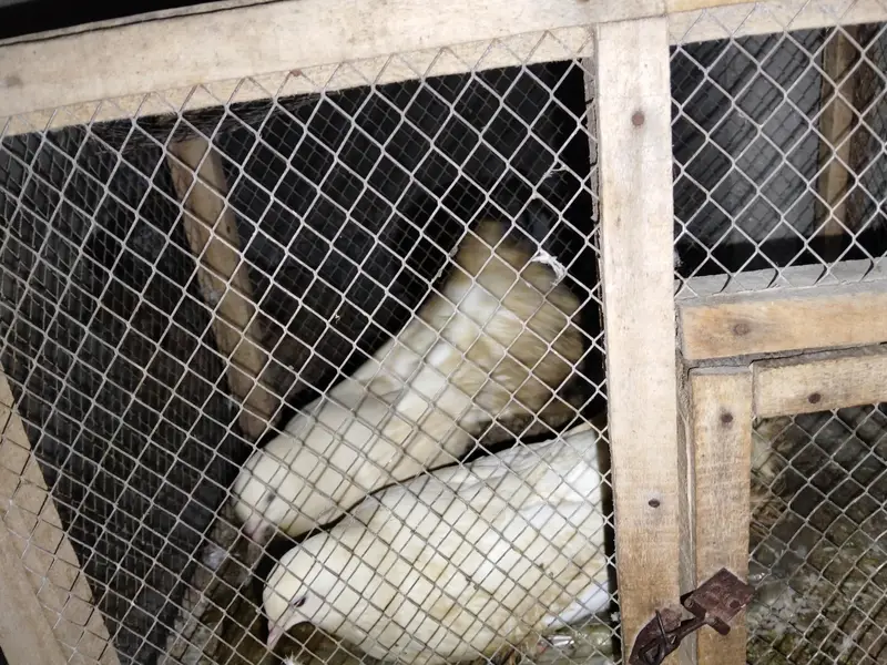 pair with cage — photo 3