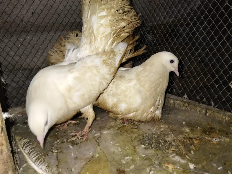 pair with cage — photo 4