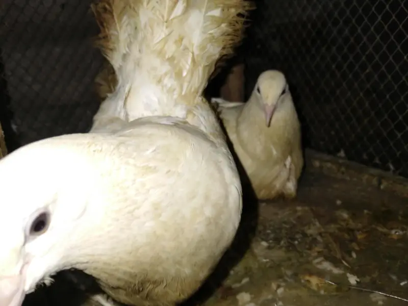 pair with cage — photo 5
