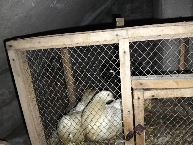 pair with cage — photo 8