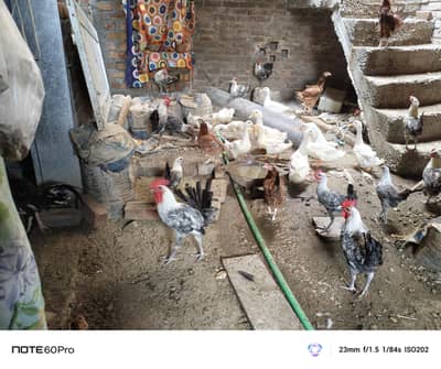 Desi golden aseel for sale