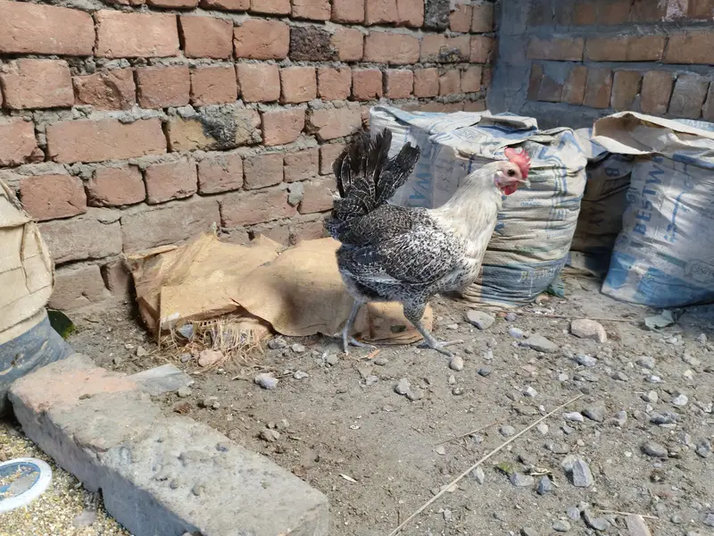 Desi golden aseel for sale — photo 2