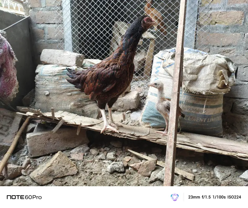 Desi golden aseel for sale — photo 3