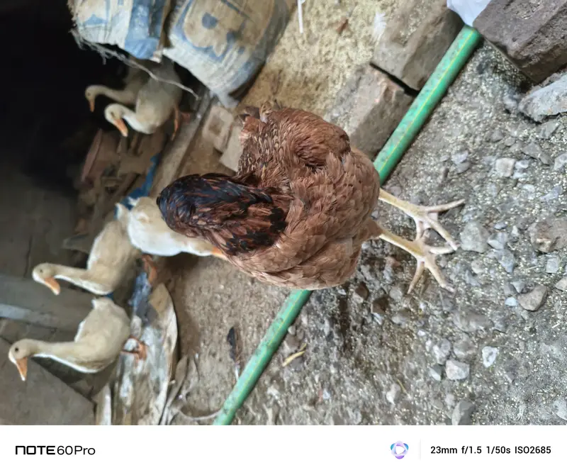 Desi golden aseel for sale — photo 4