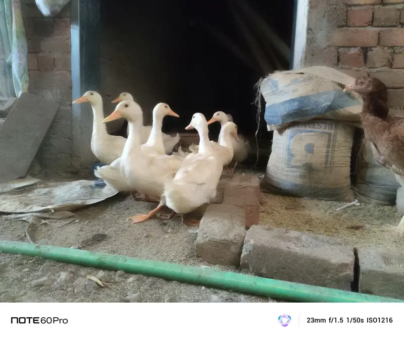 Desi golden aseel for sale — photo 5