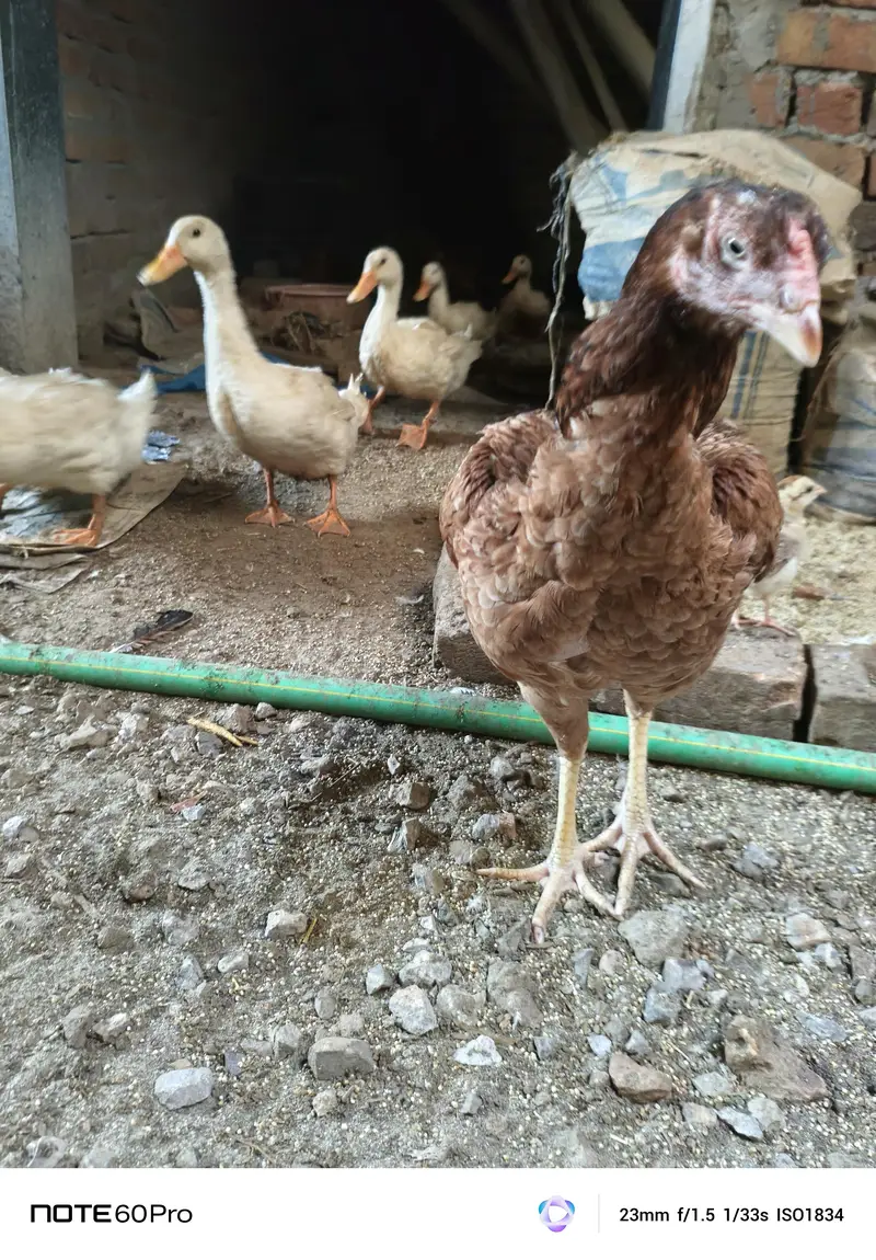 Desi golden aseel for sale — photo 6
