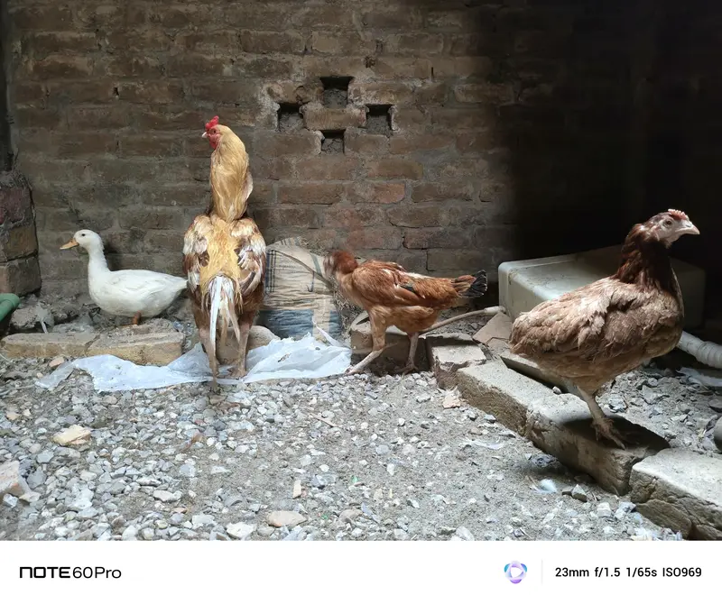 Desi golden aseel for sale — photo 7
