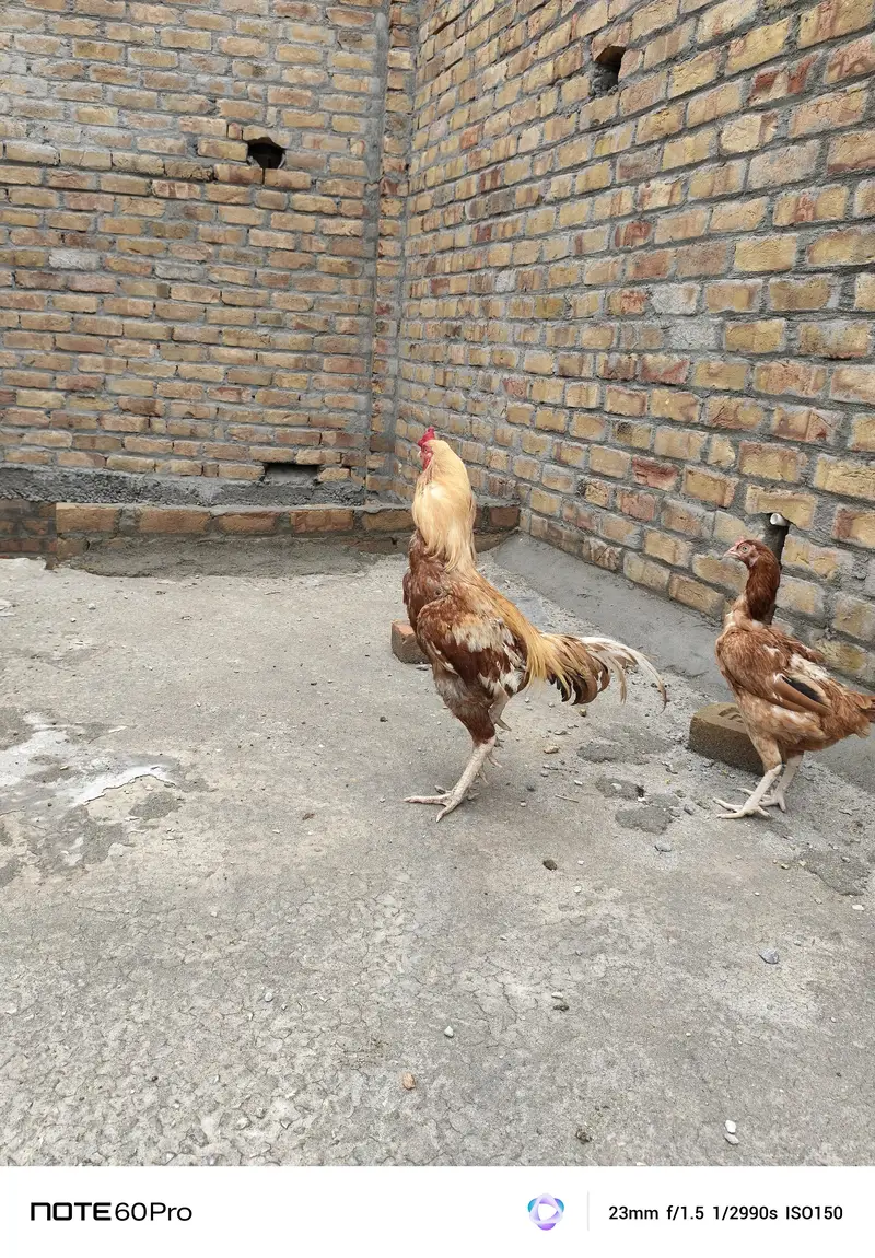 Desi golden aseel for sale — photo 8