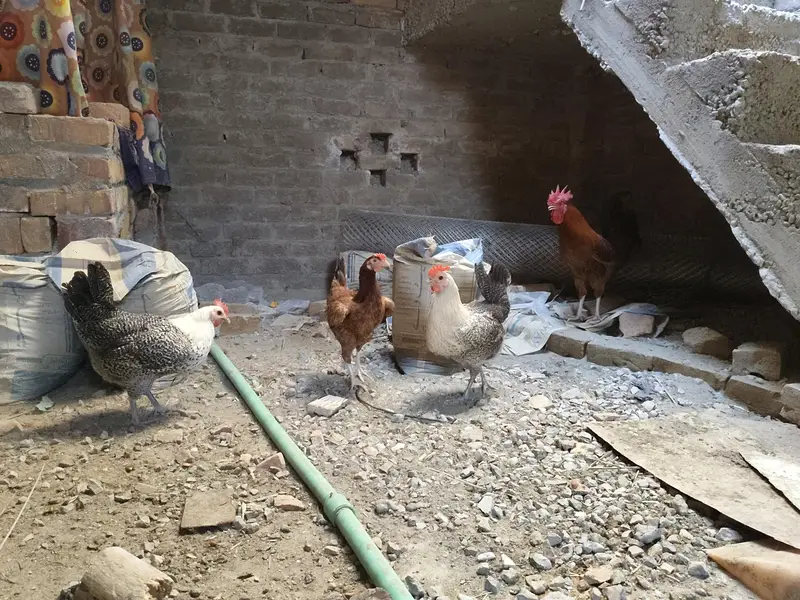 Desi golden aseel for sale — photo 9