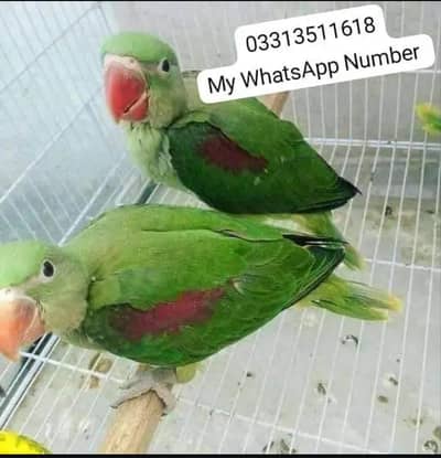 kashmiri Rai parrot for sale