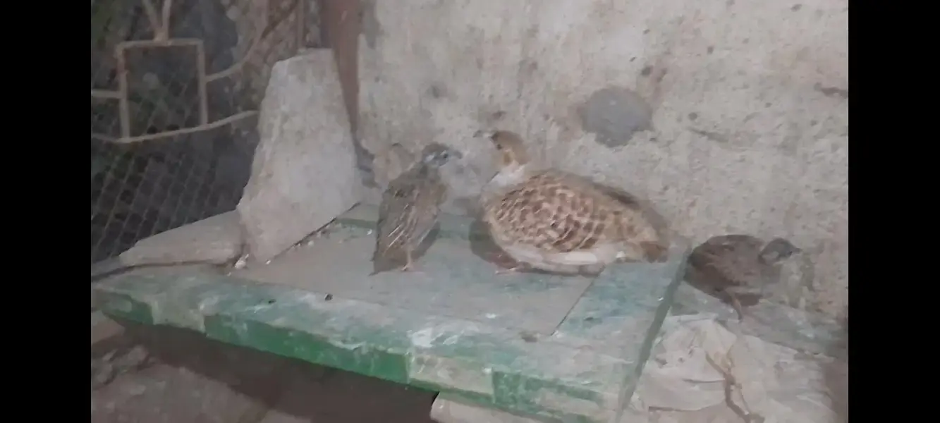 ایرانی تیتر جوڑا بمعہ بچے — photo 4